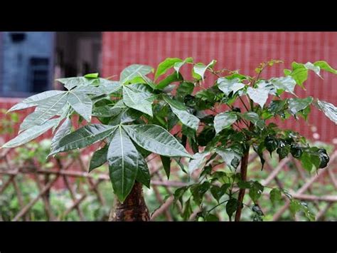 家門口植物|10種旺財門口植物